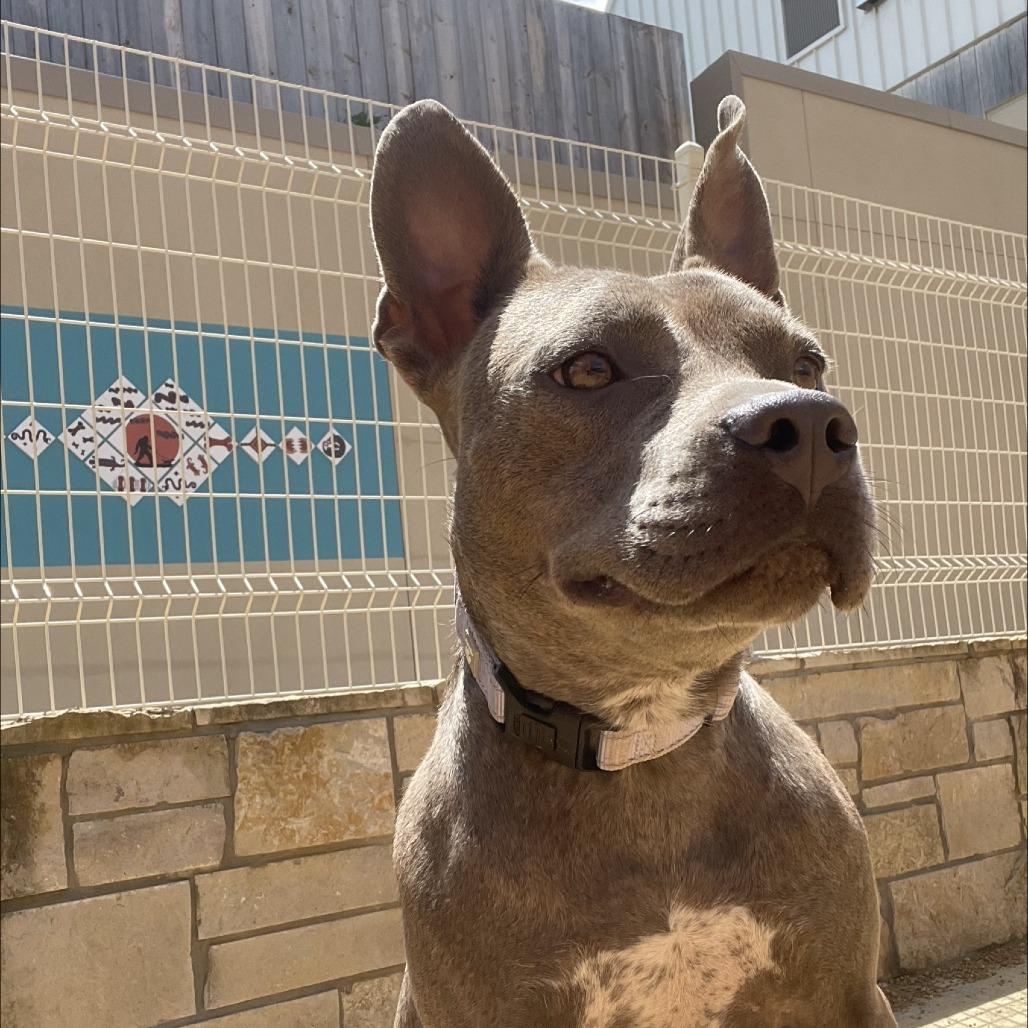 Enlarge Strawberry, a Adoptable Mixed Breed in Bentonville, AR image 4/6