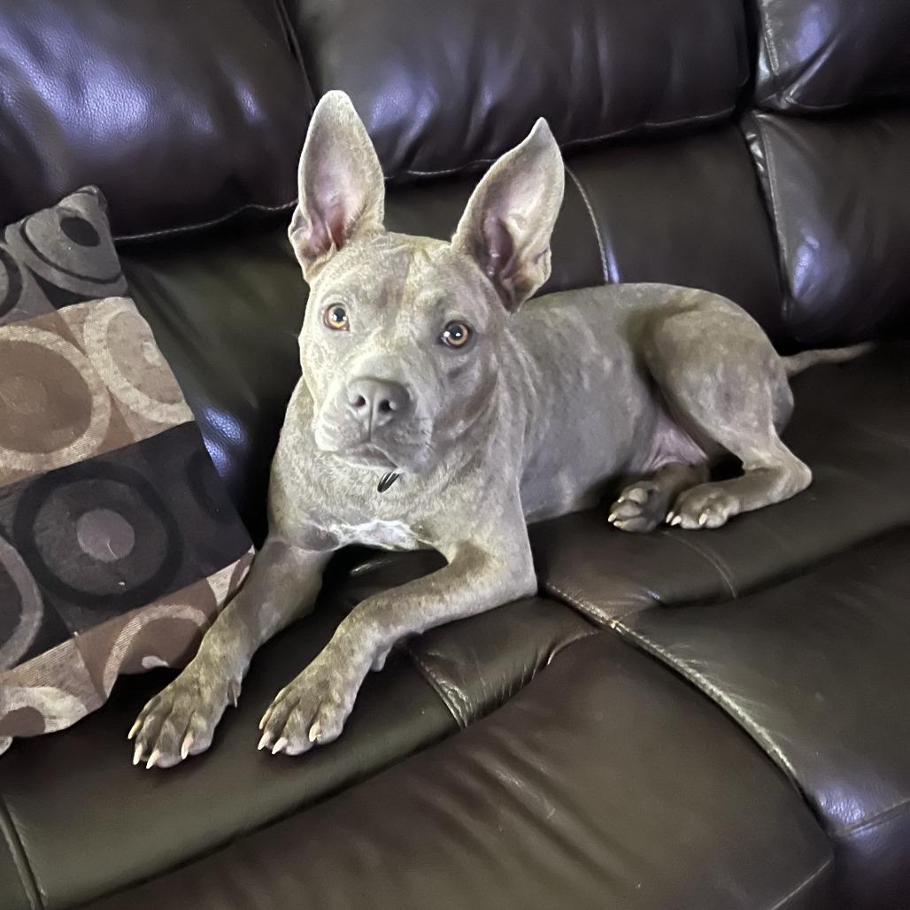 Enlarge Strawberry, a Adoptable Mixed Breed in Bentonville, AR image 5/6