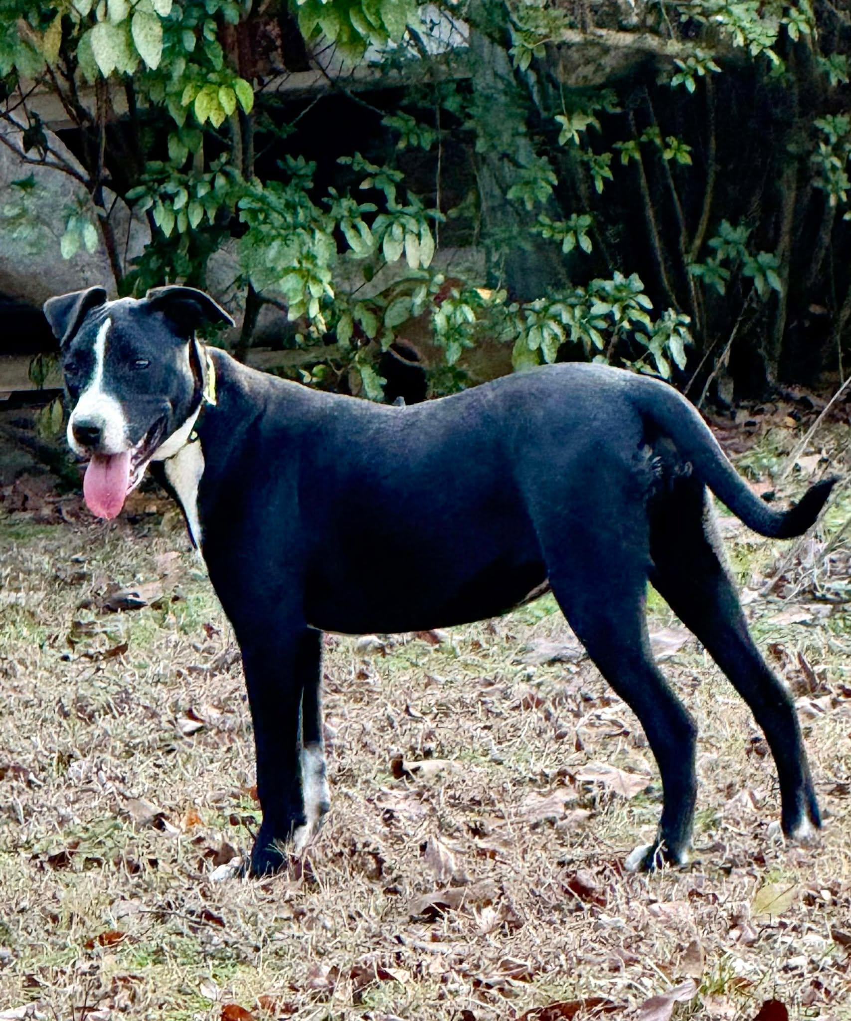 Enlarge Dana, a ADOPTABLE Mixed Breed in Northwood, NH image 2/2