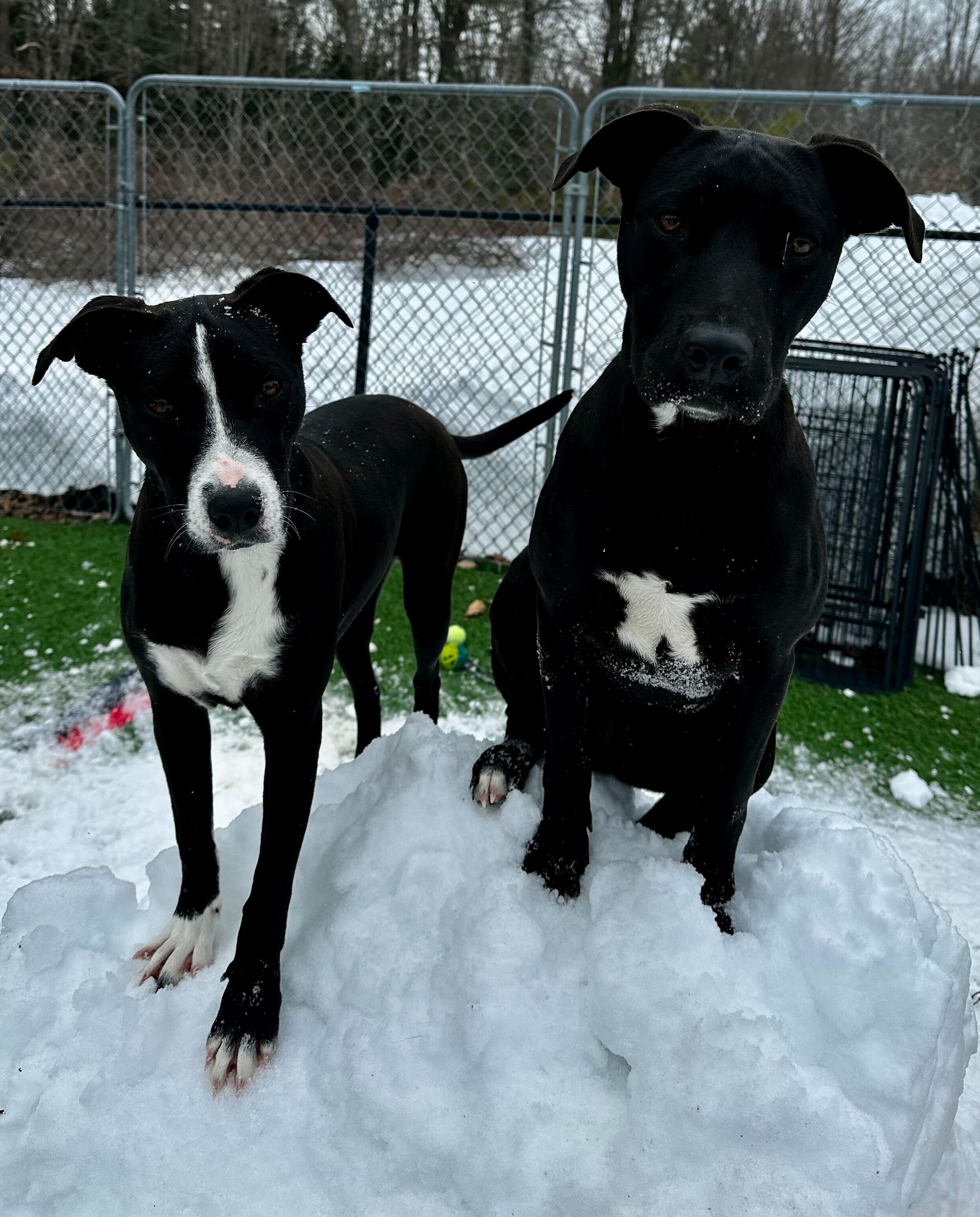 Dana *HERE IN NH*, a ADOPTABLE Mixed Breed in Northwood, NH image 3/4