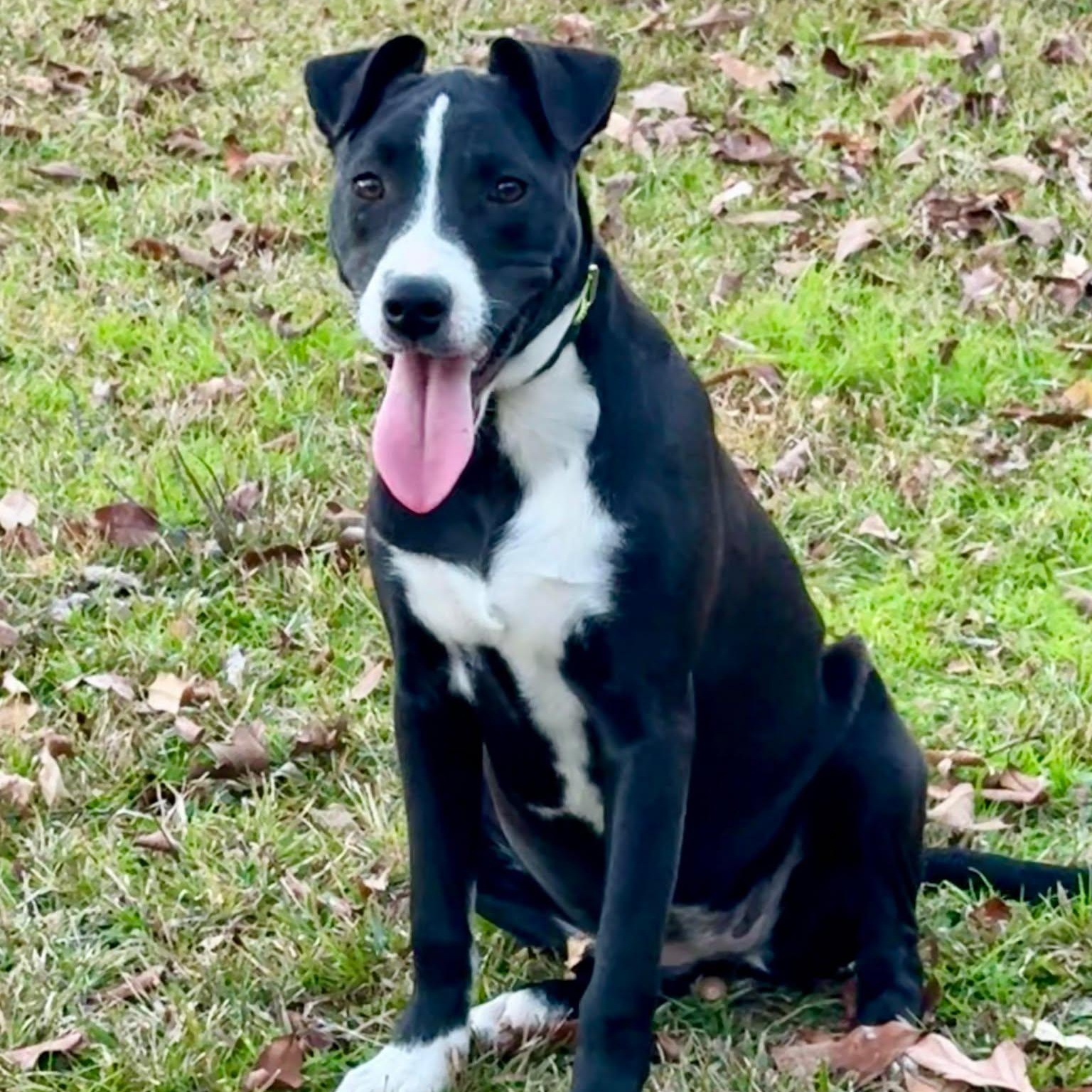 Enlarge Dana, a ADOPTABLE Mixed Breed in Northwood, NH image 1/2