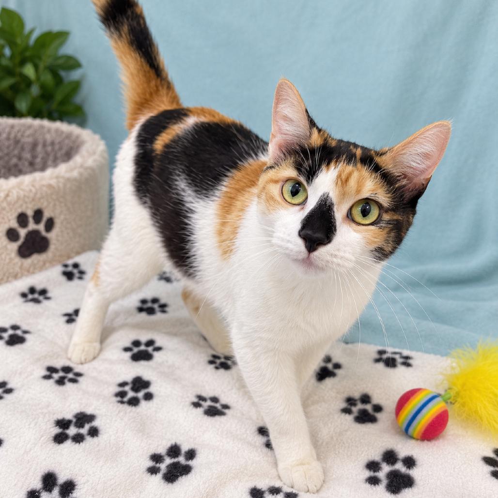 Kitty Kathy photo