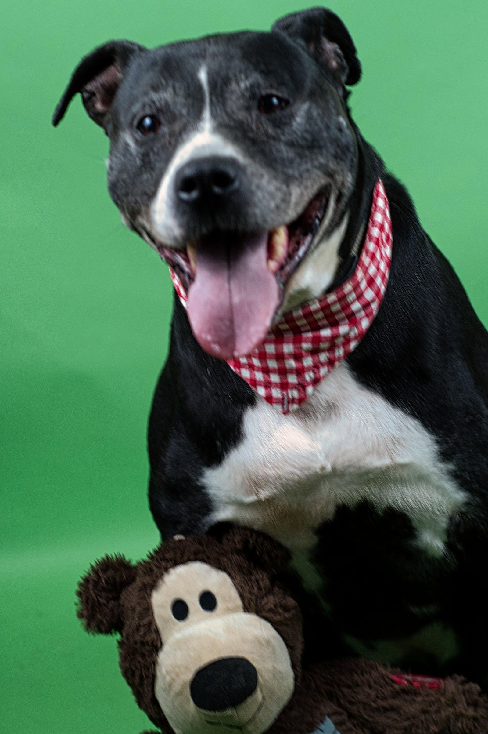 Enlarge Farley, a Adopted mixed breed in Holly Springs, MS image 1/3