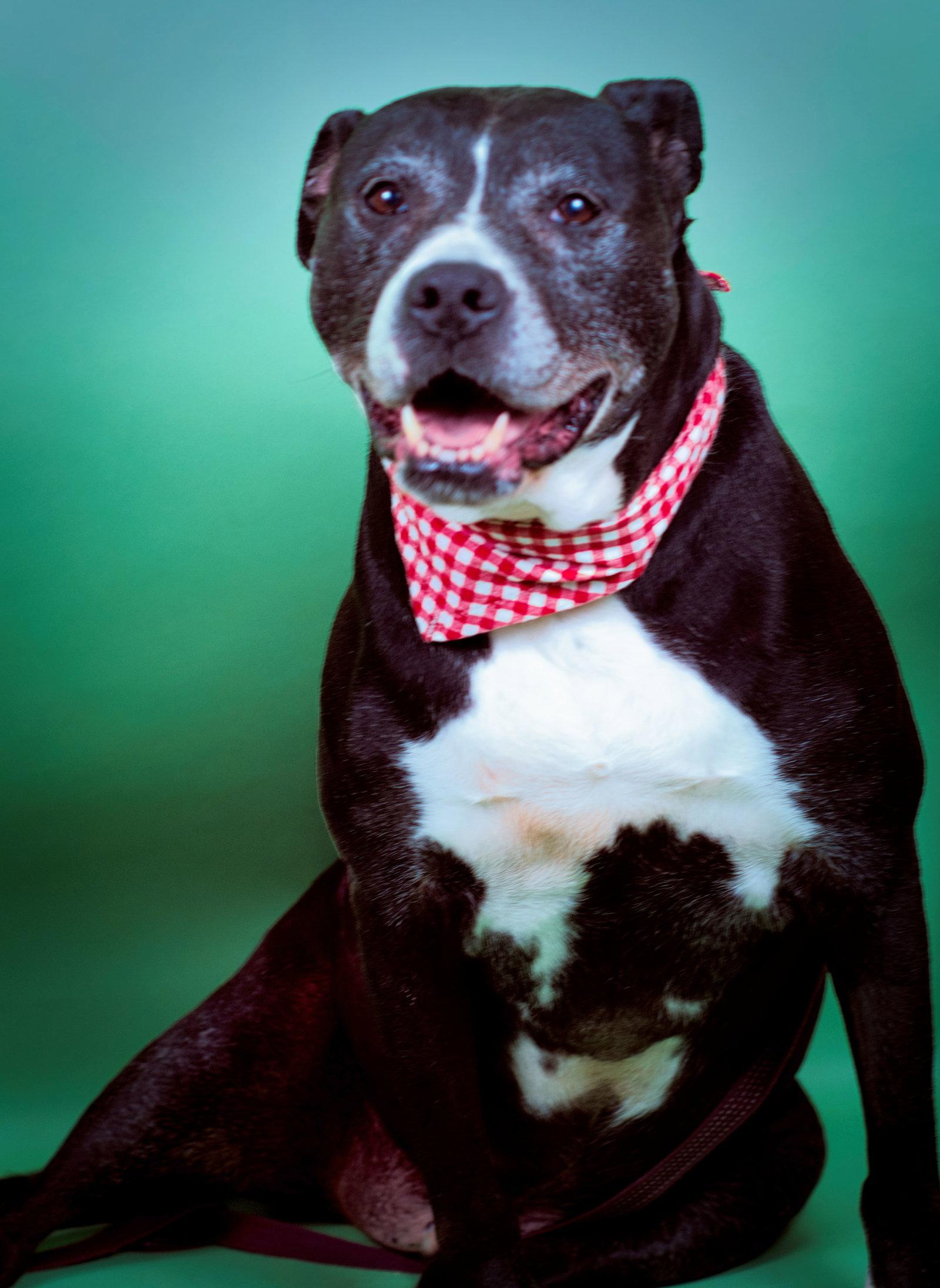 Enlarge Farley, a Adopted mixed breed in Holly Springs, MS image 3/3