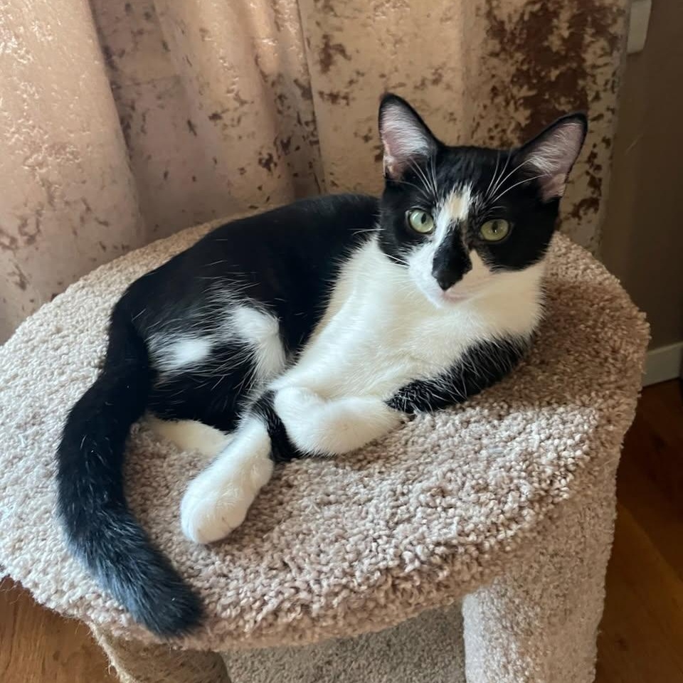 Enlarge Dutchess, an adopted Domestic Short Hair in Tulsa, OK image 1/2