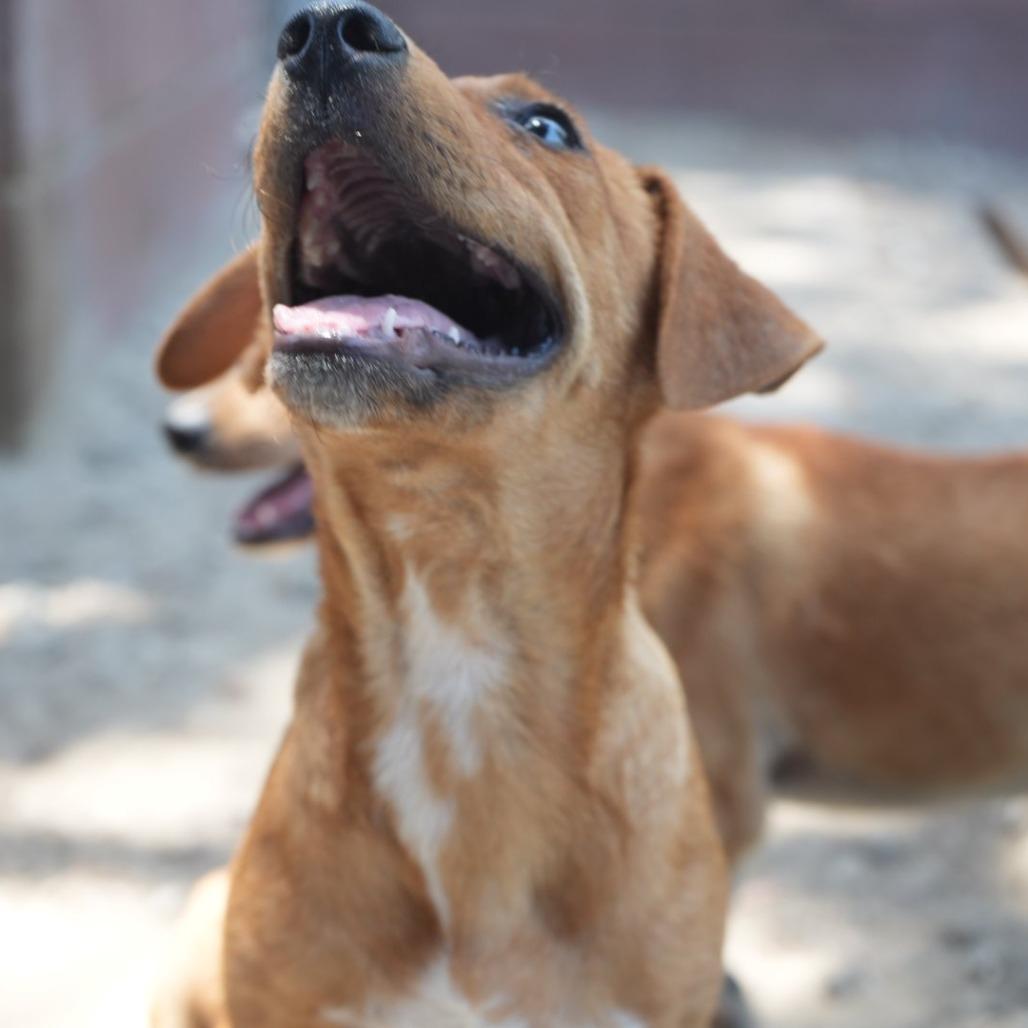 Enlarge Junior, a Adoptable mixed breed in Coachella, CA image 1/6