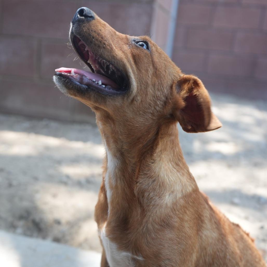 Enlarge Junior, a Adoptable mixed breed in Coachella, CA image 2/6