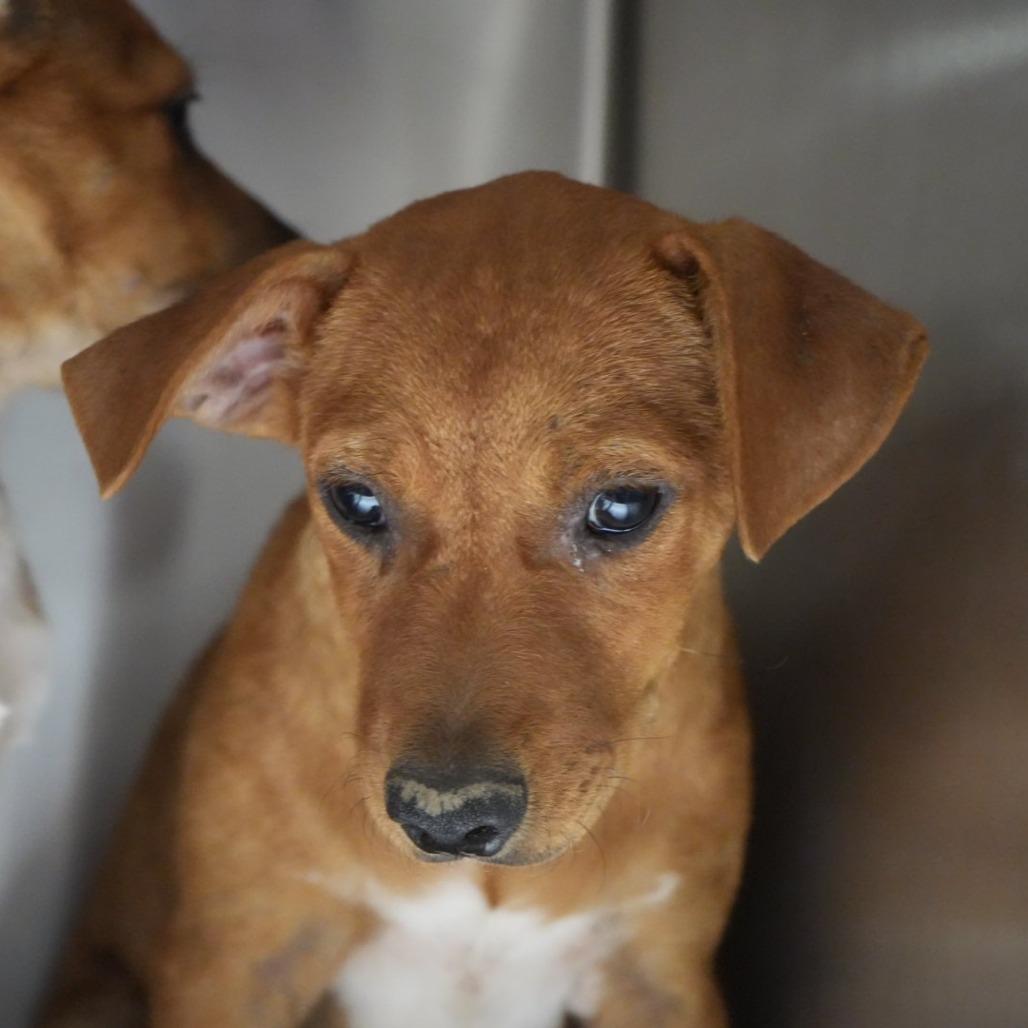 Enlarge Junior, a Adoptable mixed breed in Coachella, CA image 3/6