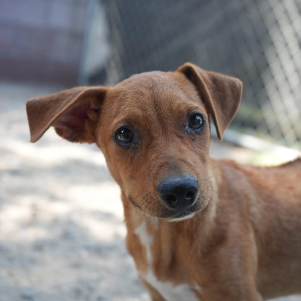 Enlarge Junior, a Adoptable mixed breed in Coachella, CA image 4/6