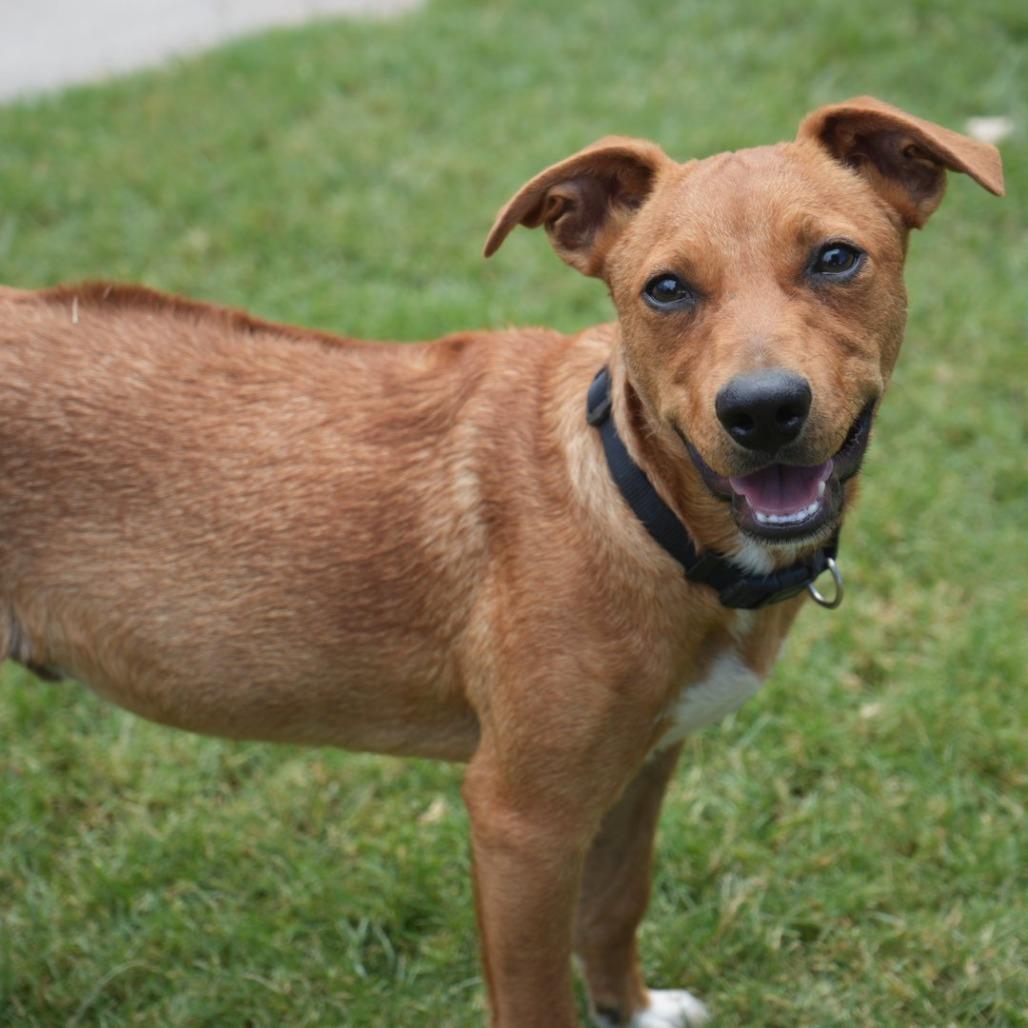 Enlarge Junior, a Adoptable mixed breed in Coachella, CA image 5/6