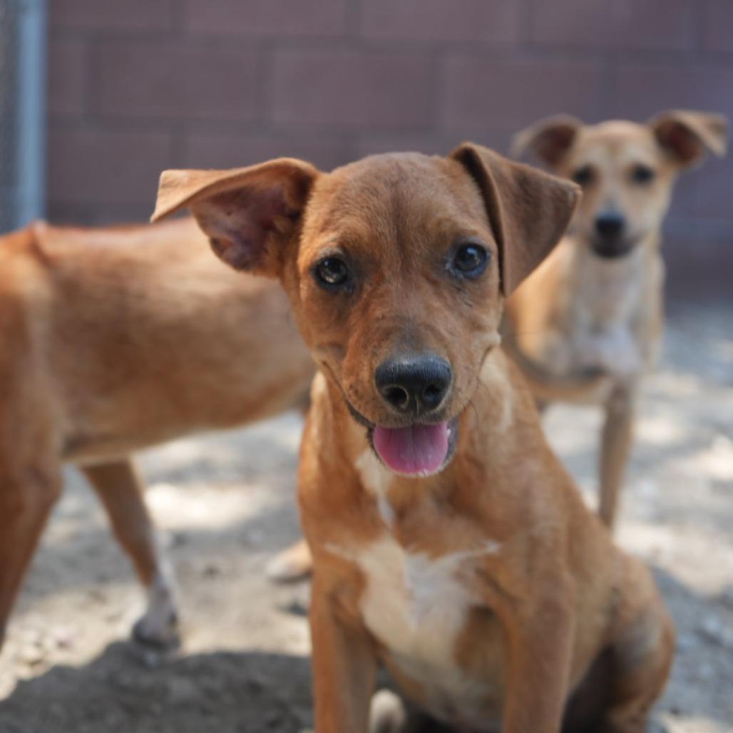 Enlarge Junior, a Adoptable mixed breed in Coachella, CA image 6/6