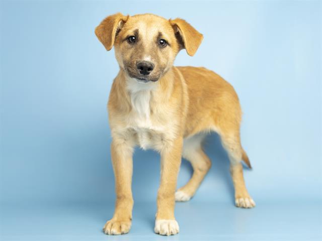 JACK, Adoptable, Puppy Male Catahoula Leopard Dog.