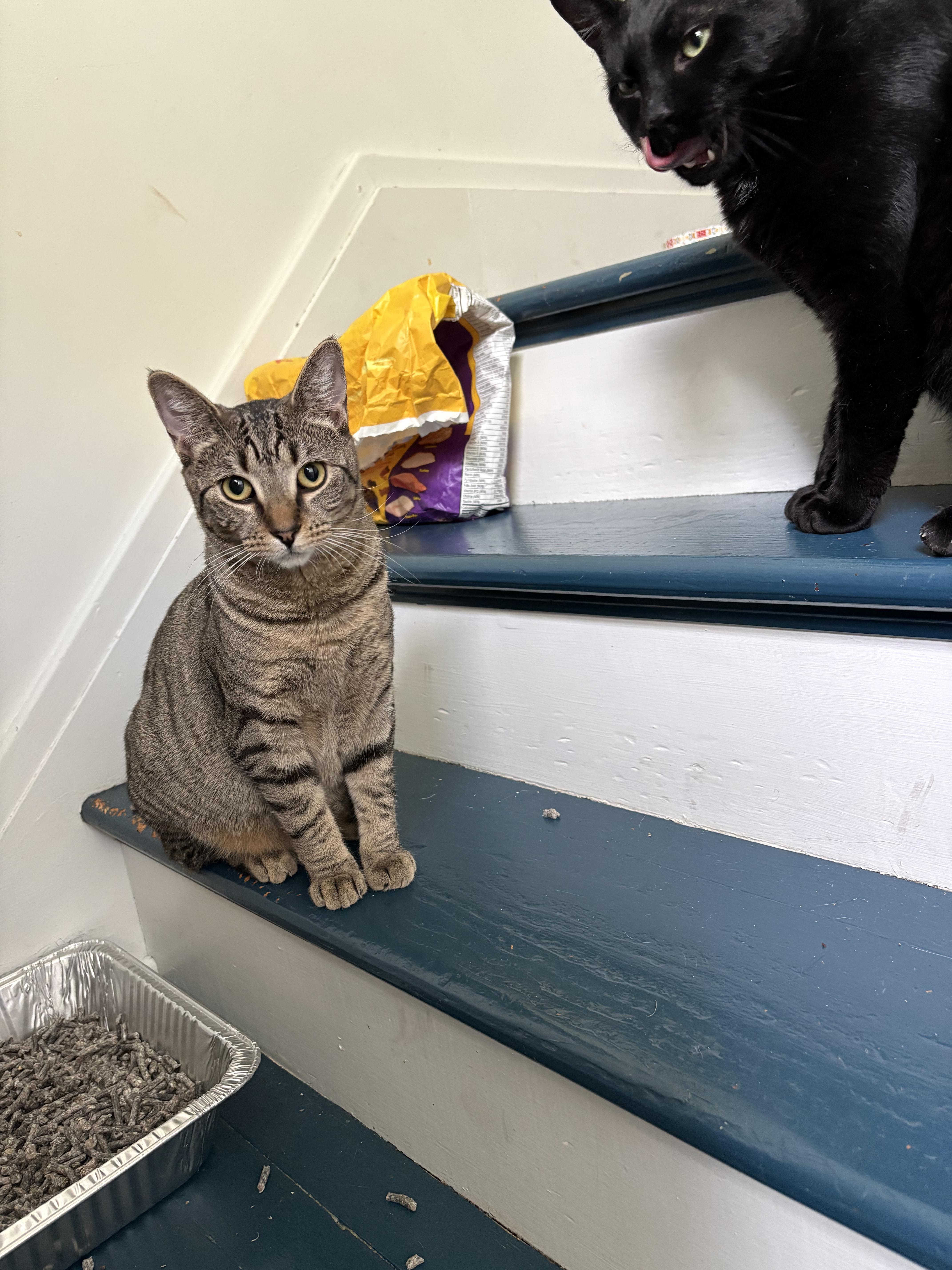 Wanda, Adoptable, Young Female American Shorthair.
