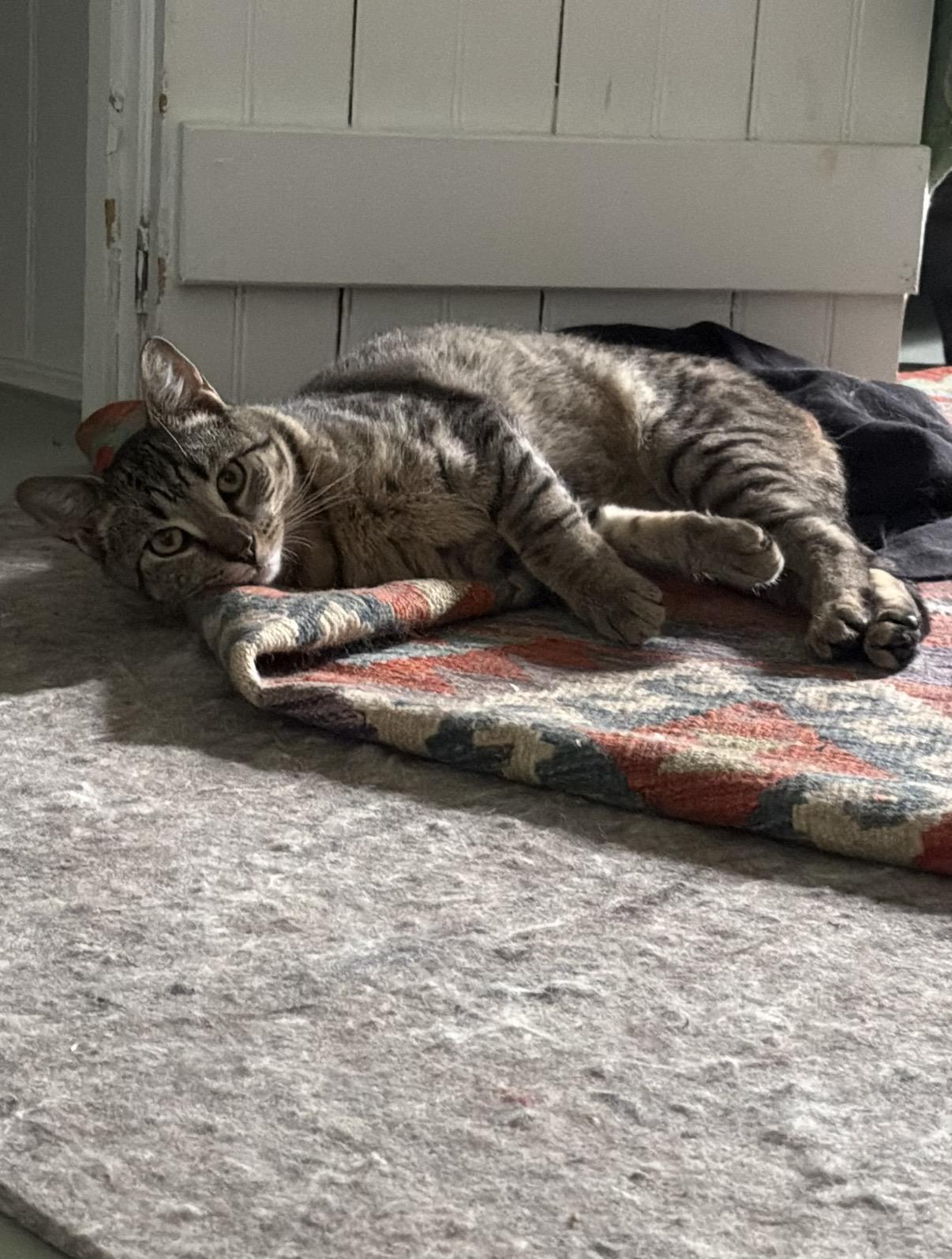 Wanda, a Adoptable American Shorthair in Highland Park, NJ image 2/3