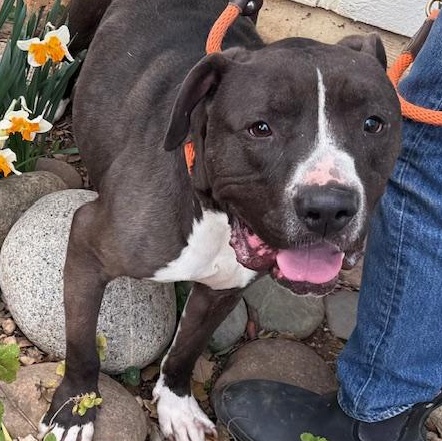 Santiago, Adoptable, Adult Male American Staffordshire Terrier.