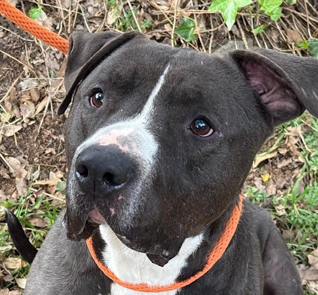 Enlarge Santiago, a Adoptable mixed breed in Grass Valley, CA image 2/6