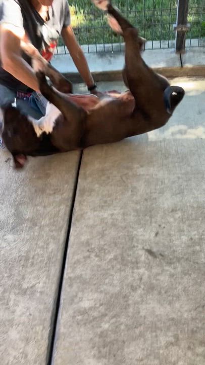 Enlarge Santiago, a Adoptable mixed breed in Grass Valley, CA video 5/6