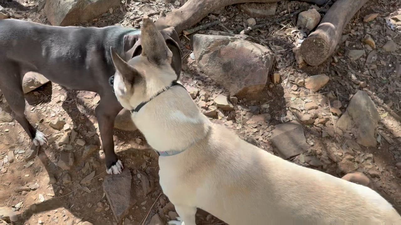 Enlarge Santiago, a Adoptable mixed breed in Grass Valley, CA video 6/6