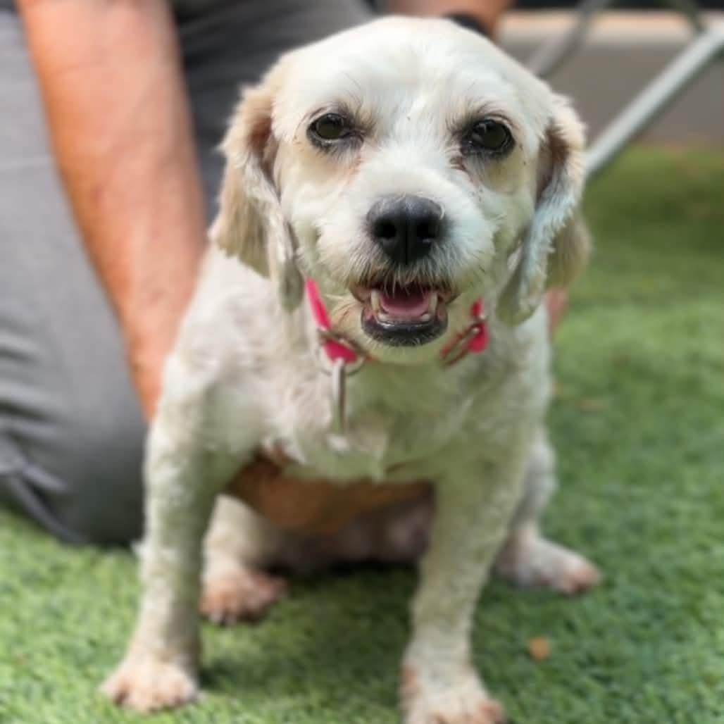 Strawberry, ADOPTABLE, Adult Female Maltese.