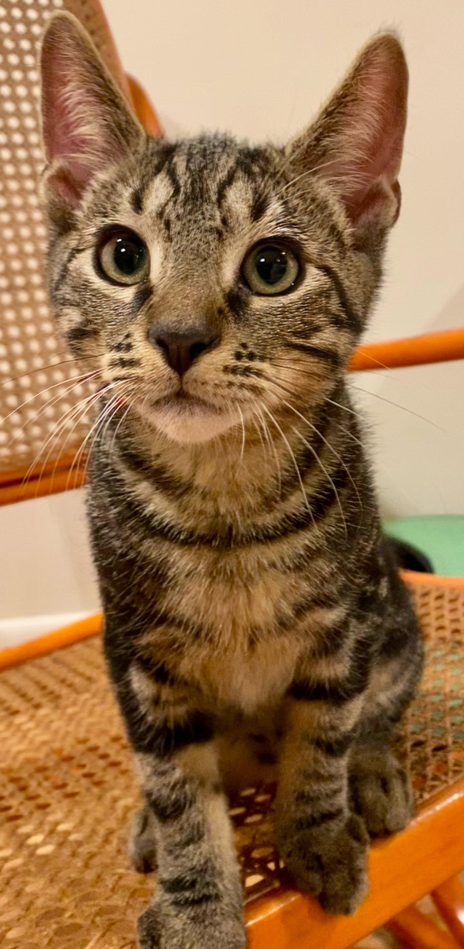 Enlarge Pipo, a Adopted Domestic Short Hair in Reston, VA image 1/3