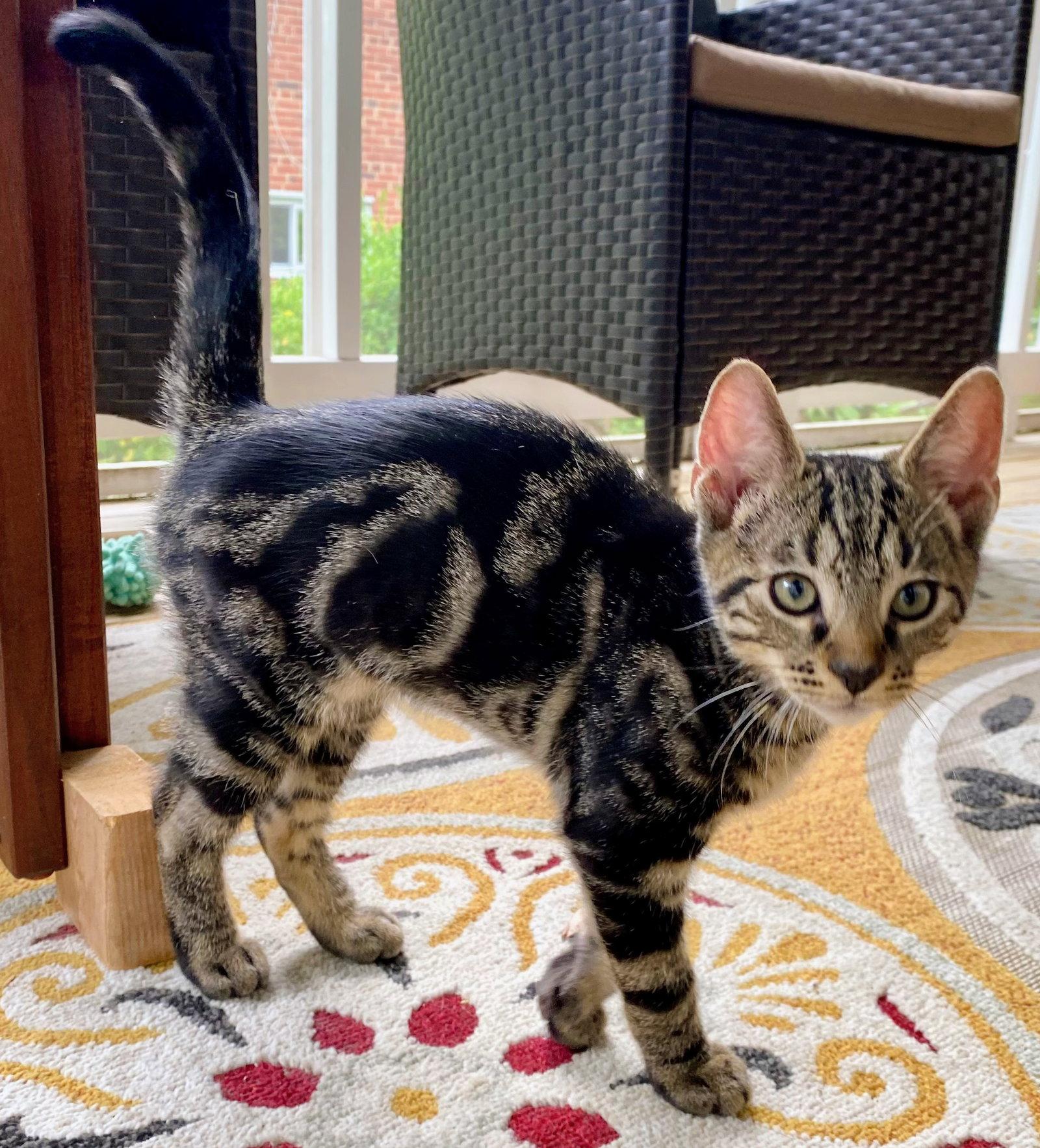 Enlarge Pipo, a Adopted Domestic Short Hair in Reston, VA image 2/3