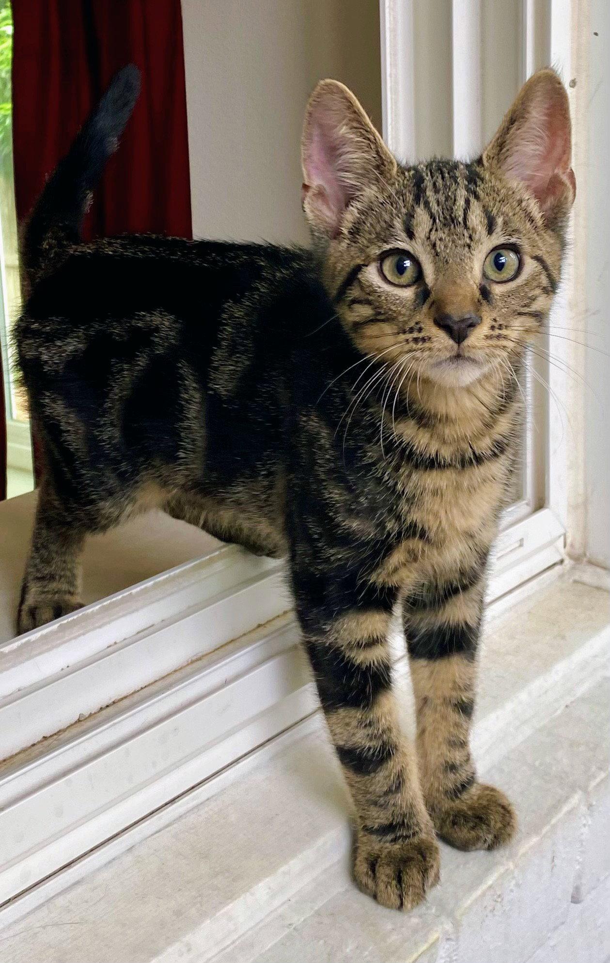 Enlarge Pipo, a Adopted Domestic Short Hair in Reston, VA image 3/3
