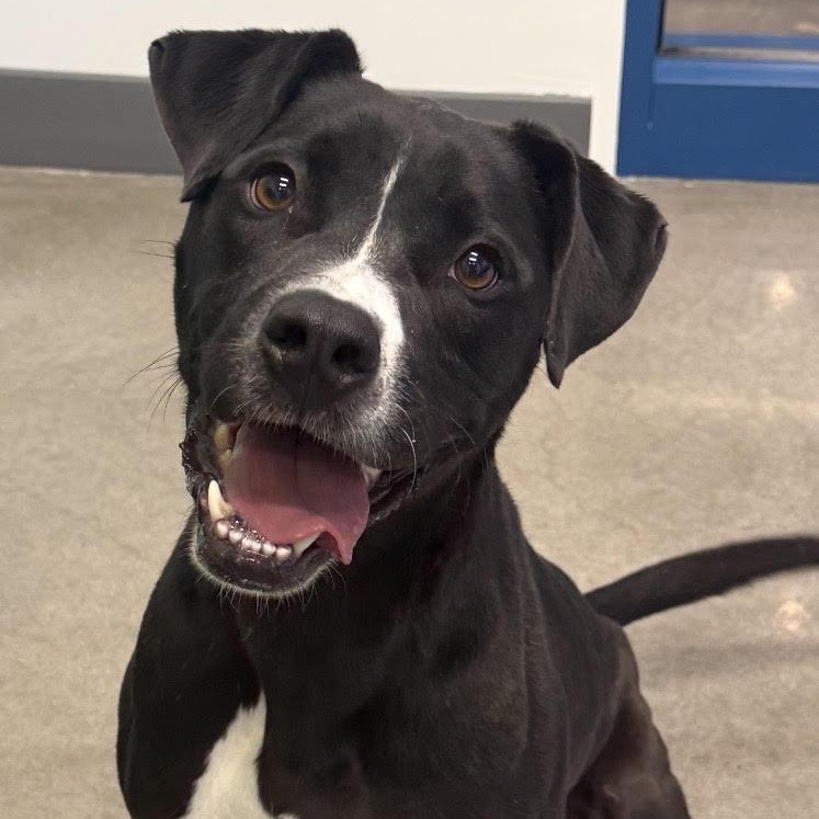 Enlarge Monkey, a ADOPTABLE mixed breed in Wando, SC image 2/6