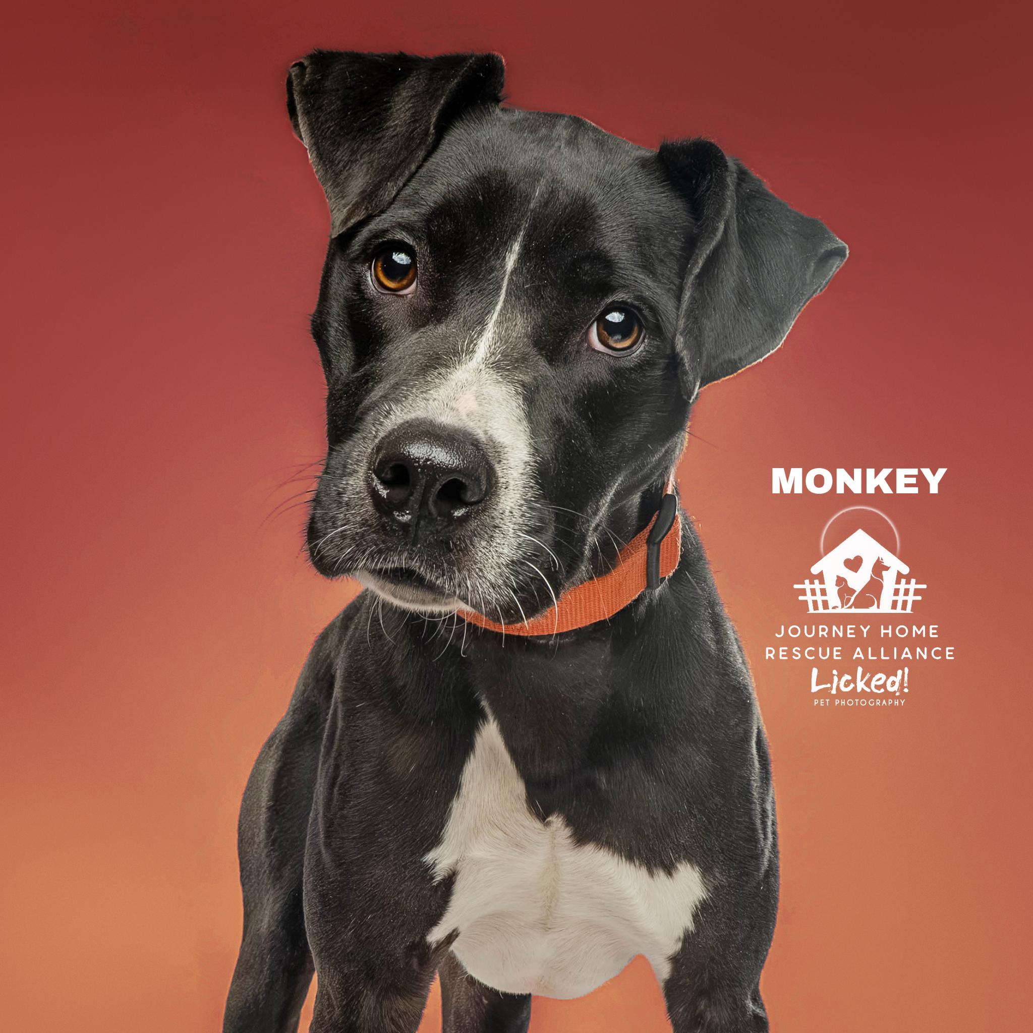 Enlarge Monkey, a ADOPTABLE mixed breed in Wando, SC image 6/6