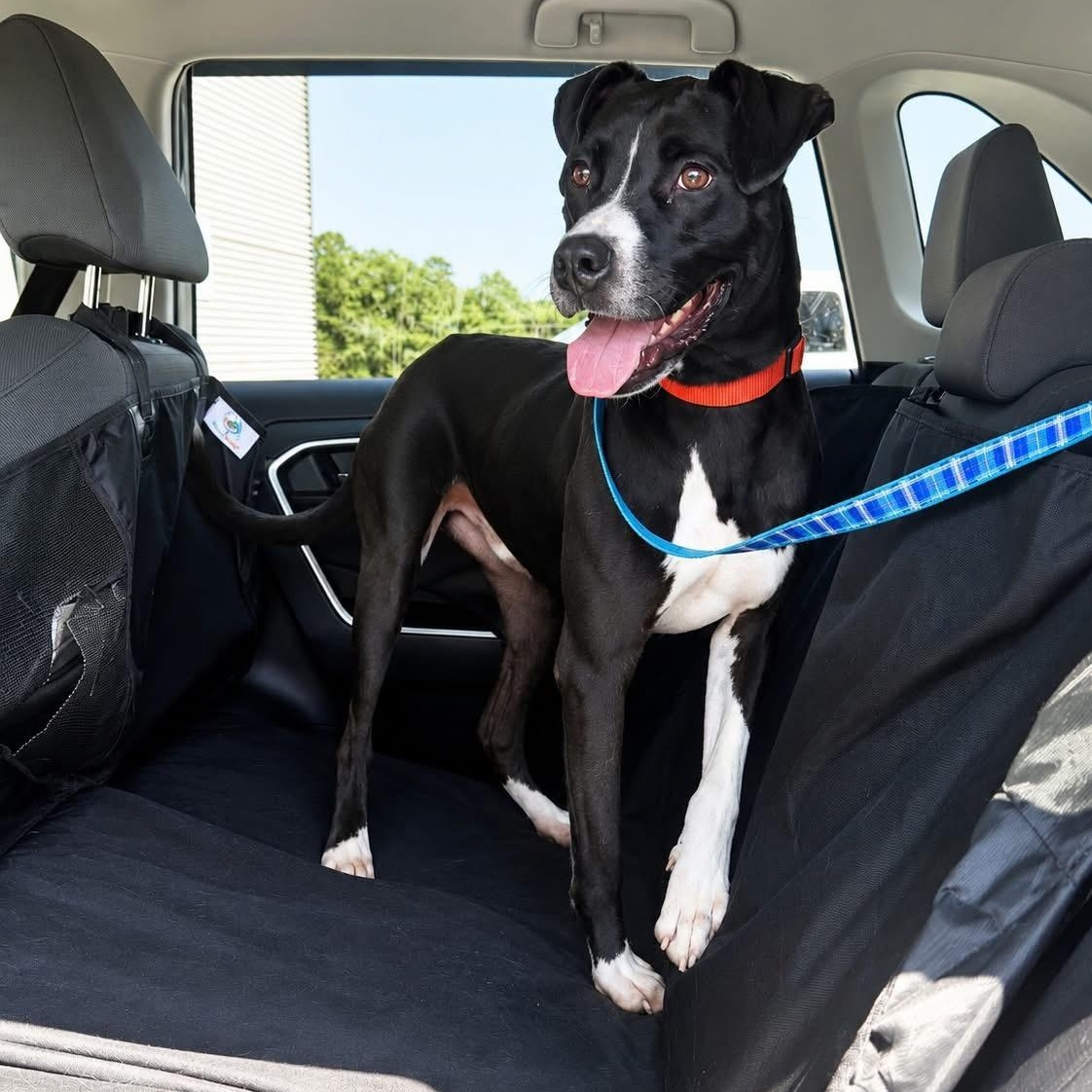 Enlarge Monkey, a ADOPTABLE mixed breed in Wando, SC image 4/6