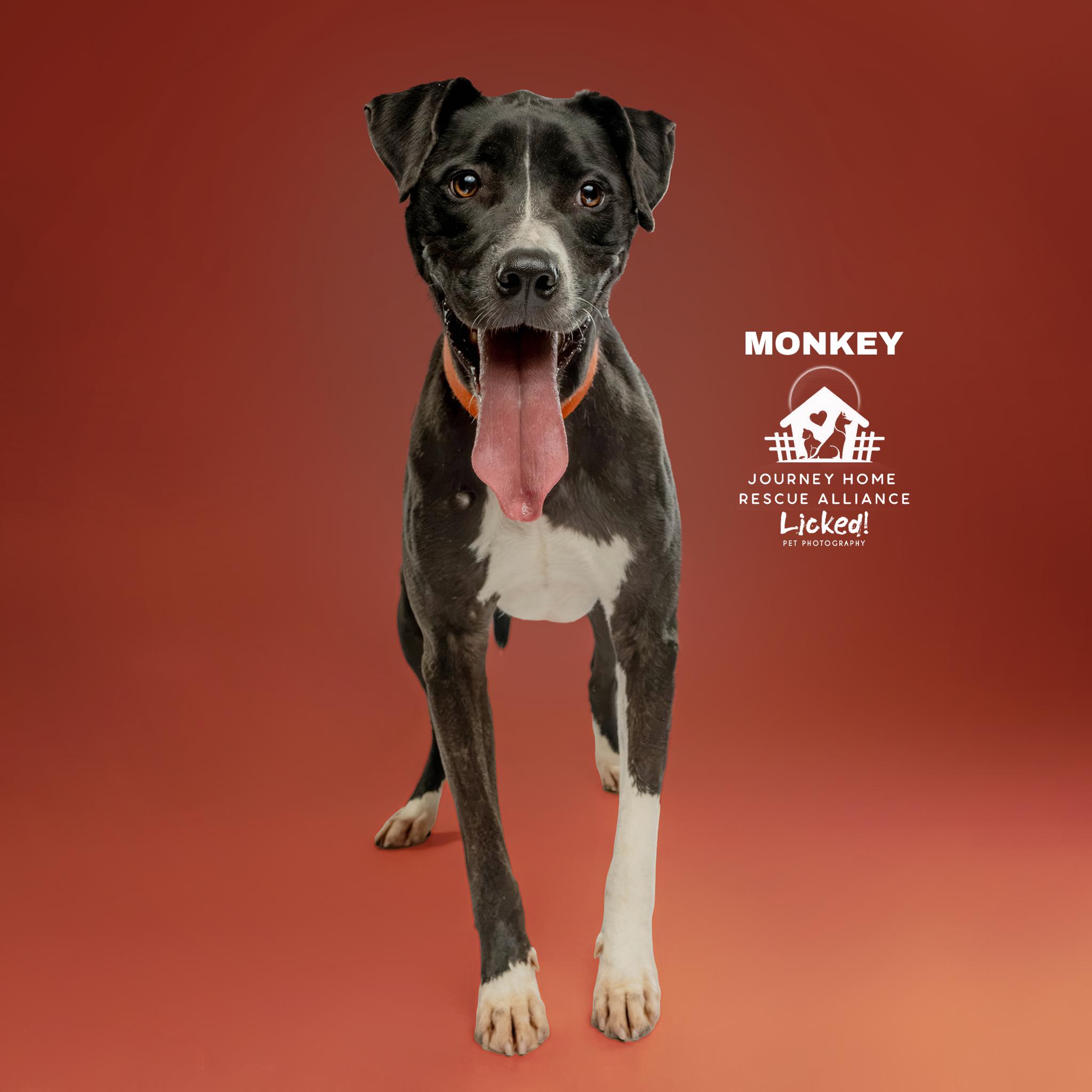Enlarge Monkey, a ADOPTABLE mixed breed in Wando, SC image 5/6