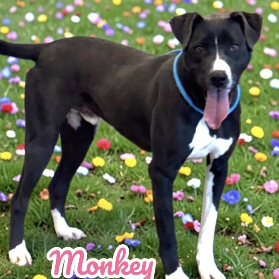 Enlarge Monkey, a ADOPTABLE mixed breed in Wando, SC image 3/6