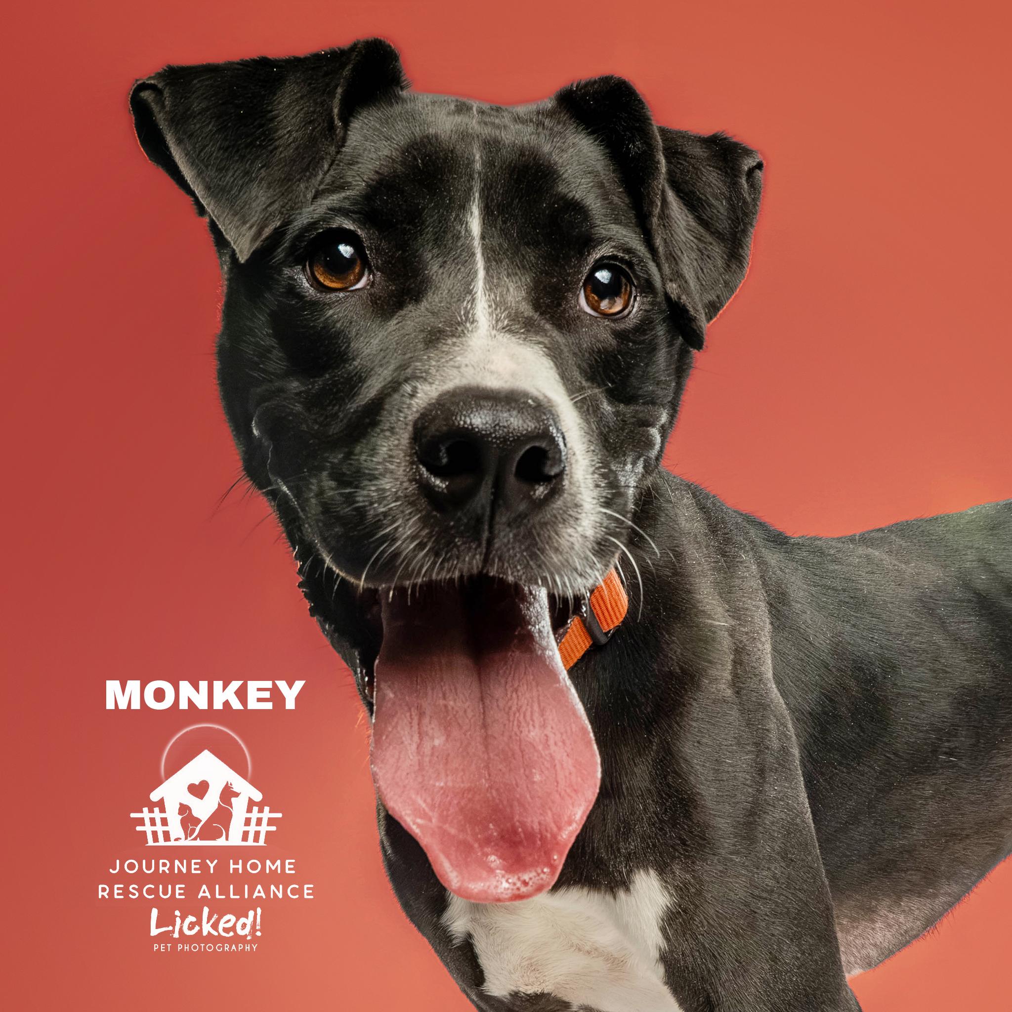 Monkey, ADOPTABLE, Adult Male Black Labrador Retriever.