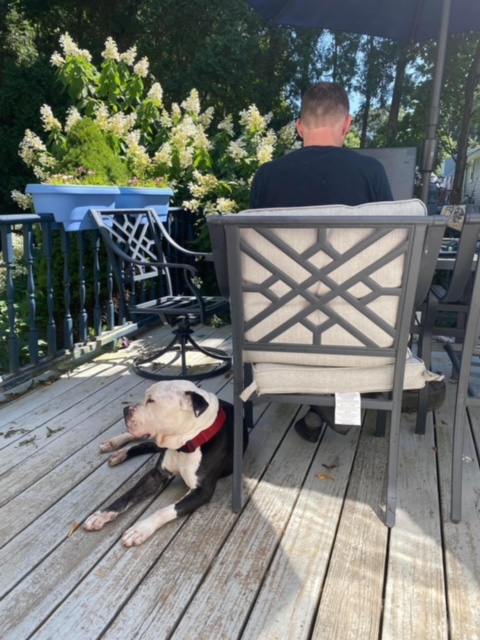 Sid (Sidney), Adopted, Adult Male American Bulldog.