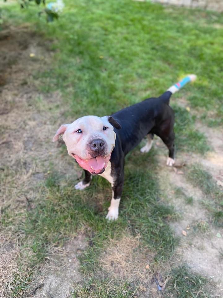 Enlarge Sid (Sidney), a Adopted American Bulldog in Kingston, MA image 2/6