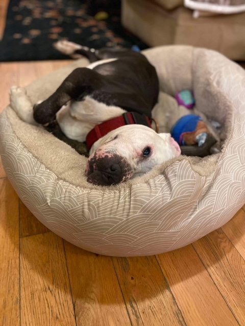 Enlarge Sid (Sidney), a Adopted American Bulldog in Kingston, MA image 3/6