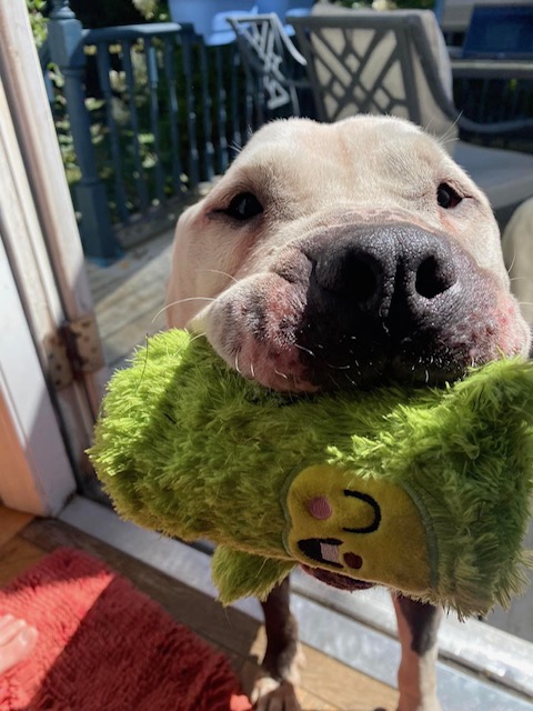Enlarge Sid (Sidney), a Adopted American Bulldog in Kingston, MA image 4/6