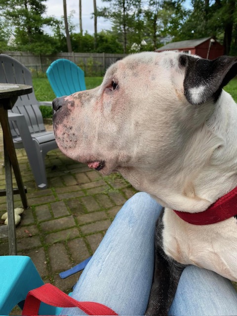 Enlarge Sid (Sidney), a Adopted American Bulldog in Kingston, MA image 5/6