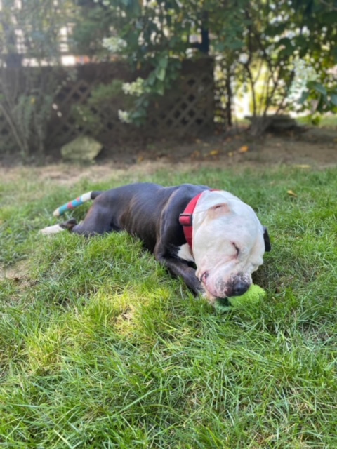 Enlarge Sid (Sidney), a Adopted American Bulldog in Kingston, MA image 6/6