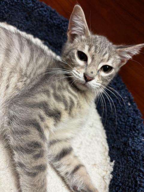 Enlarge Luigi, a Adoptable Domestic Short Hair in Lafayette, LA image 3/6