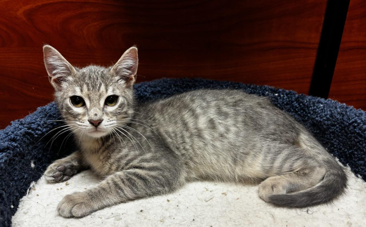 Enlarge Luigi, a Adoptable Domestic Short Hair in Lafayette, LA image 2/6