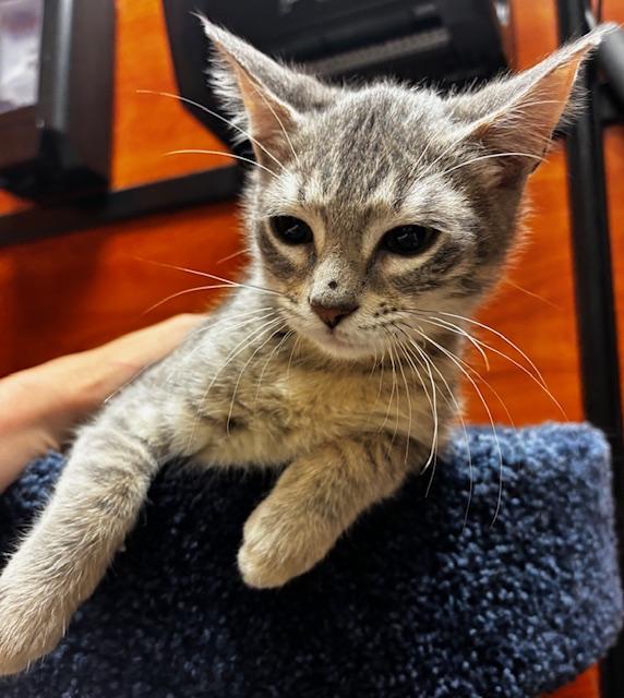 Enlarge Luigi, a Adoptable Domestic Short Hair in Lafayette, LA image 4/6