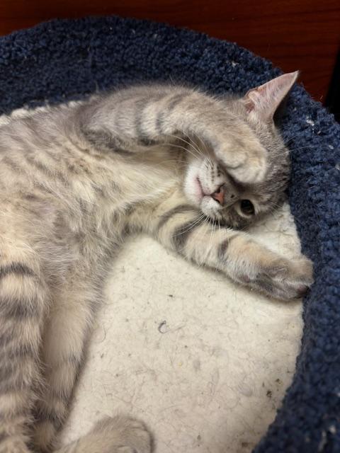 Enlarge Luigi, a Adoptable Domestic Short Hair in Lafayette, LA image 5/6