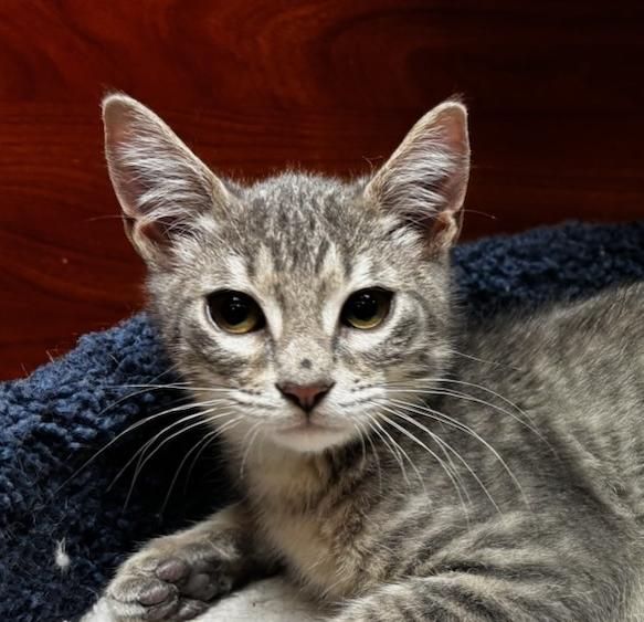 Enlarge Luigi, a Adoptable Domestic Short Hair in Lafayette, LA image 1/6