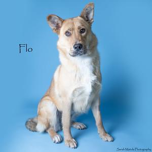 Enlarge Flo from Progressive, a Adoptable mixed breed in Ruidoso, NM image 1/3