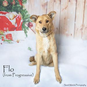 Enlarge Flo from Progressive, a Adoptable mixed breed in Ruidoso, NM image 2/3
