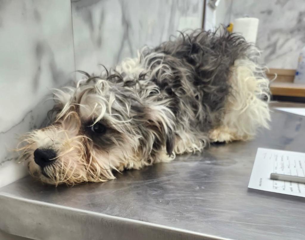 Baxter, Adoptable, Puppy Male Schnauzer & Poodle.