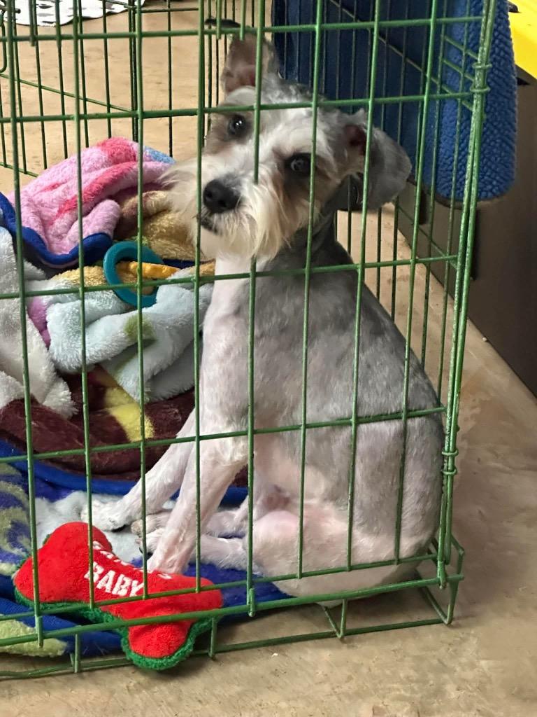 Enlarge Baxter, a Adoptable mixed breed in Tucumcari, NM image 2/2