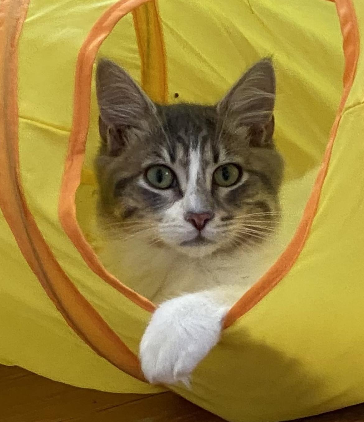 Enlarge Waffle, a Adoptable Domestic Medium Hair in Allentown, NJ image 3/5