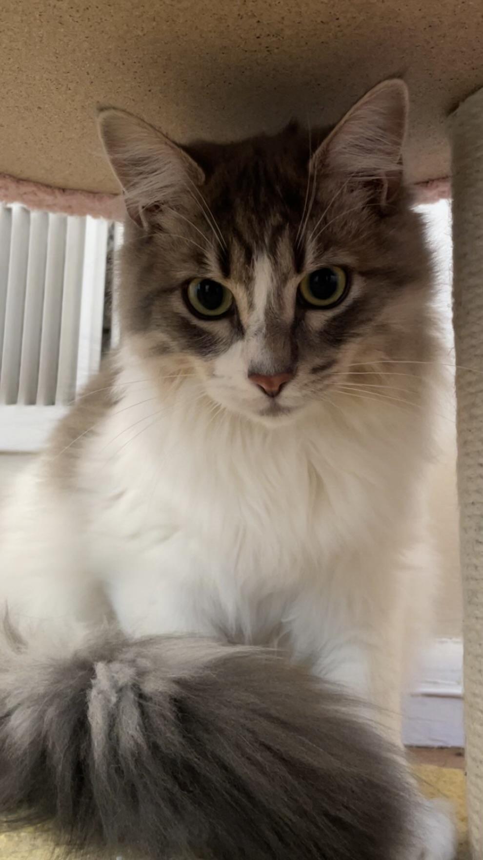 Enlarge Waffle, a Adoptable Domestic Medium Hair in Allentown, NJ image 1/5