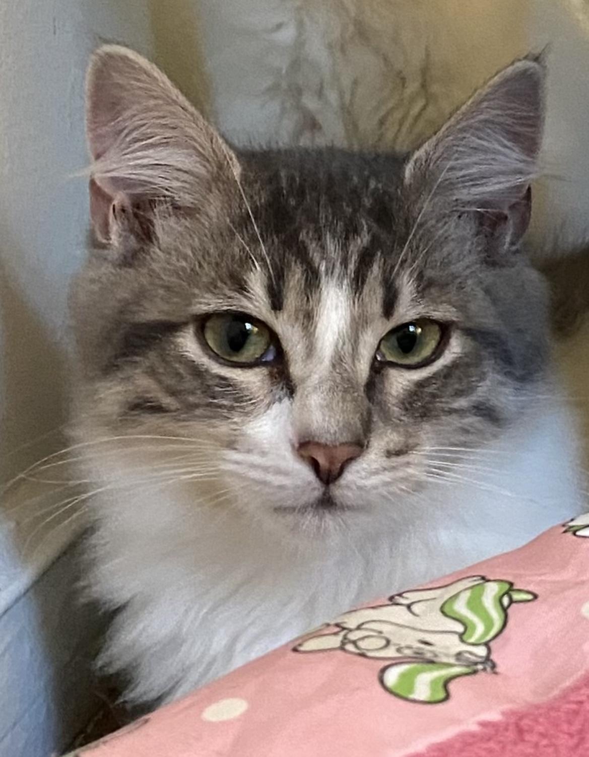 Enlarge Waffle, a Adoptable Domestic Medium Hair in Allentown, NJ image 4/5